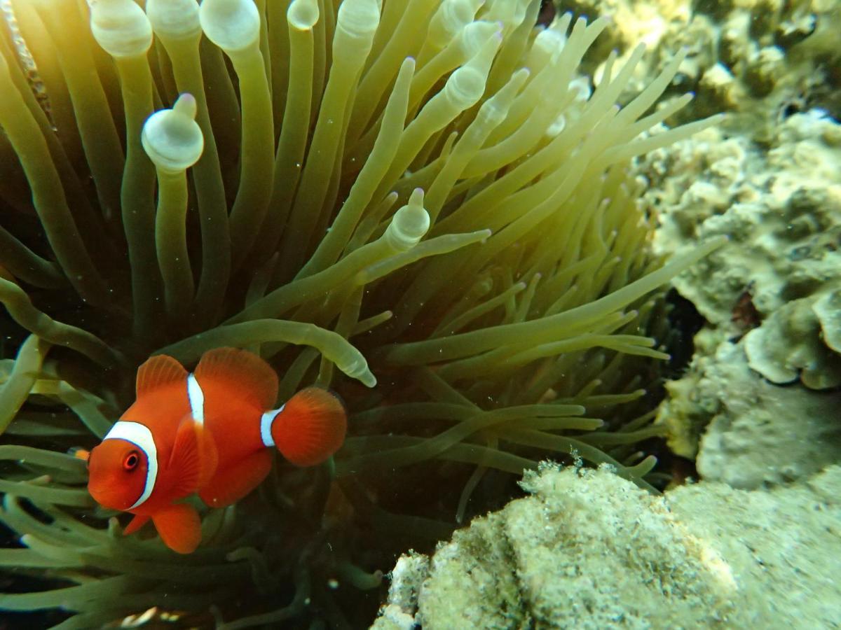 Ayu Hotel Karimunjawa Buitenkant foto